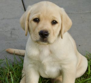 Latest Litters – Dowlfalls Labrador Retrievers, Kempsey, NSW ...